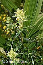 Schmalblättriger Klappertopf (Rhinanthus glacialis) (F186245)