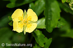 Blutwurz (Potentilla erecta) (F186261) Blutwurz (Potentilla erecta) (F186261)