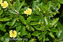 Blutwurz (Potentilla erecta) (F186265) Blutwurz (Potentilla erecta) (F186265)