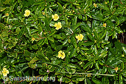 Blutwurz (Potentilla erecta) (F186267) Blutwurz (Potentilla erecta) (F186267)