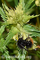 Bergwald-Hummel (Bombus wurflenii) an Schmalblättrigem Klappertopf (Rhinanthus glacialis) (F186295)