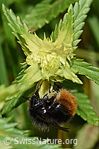 Schmalblättriger Klappertopf (Rhinanthus glacialis)