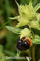 Bergwald-Hummel (Bombus wurflenii) an Schmalblättrigem Klappertopf (Rhinanthus glacialis) (F186298)