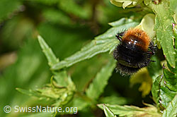 Bergwald-Hummel (Bombus wurflenii) an Schmalblättrigem Klappertopf (Rhinanthus glacialis) (F186301)