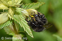 Bergwald-Hummel (Bombus wurflenii) an Schmalblättrigem Klappertopf (Rhinanthus glacialis) (F186305)