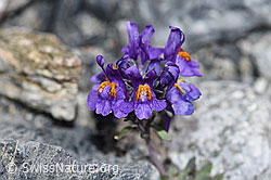 Linaria alpina (F186521)