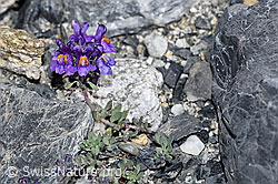 Linaria alpina (F186523)