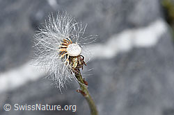 Huflattich (Tussilago farfara) (23.07.2021, F186524)