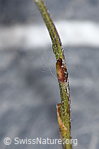 Tussilago farfara (F186525)