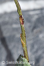 Tussilago farfara (F186526)