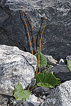 Huflattich (Tussilago farfara) (23.07.2021, F186530)