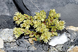 Sedum atratum (F186532)