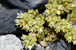 Sedum atratum (F186533)