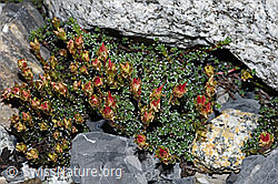 Gegenblättriger Steinbrech (Saxifraga oppositifolia) (F186540) Gegenblättriger Steinbrech (Saxifraga oppositifolia) (F186540)