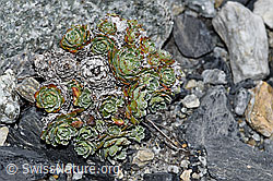 Trauben-Steinbrech (Saxifraga paniculata) (23.07.2021, F186543)