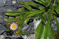 Alpen-Berufkraut (Erigeron alpinus) (23.07.2021, F186546)