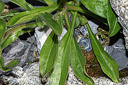 Alpen-Berufkraut (Erigeron alpinus) (F186550) Alpen-Berufkraut (Erigeron alpinus) (F186550)