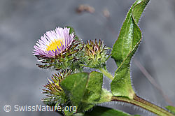 Alpen-Berufkraut (Erigeron alpinus) (F186555) Alpen-Berufkraut (Erigeron alpinus) (F186555)