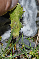 Alpen-Gänsekresse (Arabis alpina) (F186582) Alpen-Gänsekresse (Arabis alpina) (F186582)