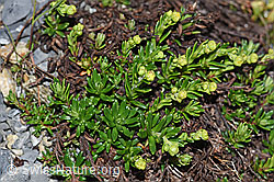 Bewimperter Steinbrech (Saxifraga aizoides) (F186584) Bewimperter Steinbrech (Saxifraga aizoides) (F186584)