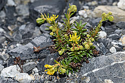 Bewimperter Steinbrech (Saxifraga aizoides) (F186586) Bewimperter Steinbrech (Saxifraga aizoides) (F186586)