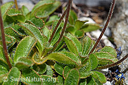 Blattloser Ehrenpreis (Veronica aphylla) (F186662) Blattloser Ehrenpreis (Veronica aphylla) (F186662)