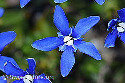Frühlings-Enzian (Gentiana verna) (F186762) Frühlings-Enzian (Gentiana verna) (F186762)