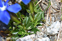 Frühlings-Enzian (Gentiana verna) (F186764) Frühlings-Enzian (Gentiana verna) (F186764)