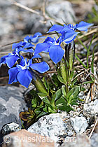 Frühlings-Enzian (Gentiana verna) (F186765) Frühlings-Enzian (Gentiana verna) (F186765)