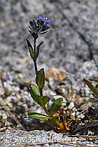 Alpen-Ehrenpreis (Veronica alpina) (F186789) Alpen-Ehrenpreis (Veronica alpina) (F186789)