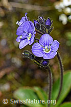 Blattloser Ehrenpreis (Veronica aphylla) (F186804) Blattloser Ehrenpreis (Veronica aphylla) (F186804)