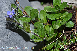 Alpen-Ehrenpreis (Veronica alpina) (F186817) Alpen-Ehrenpreis (Veronica alpina) (F186817)
