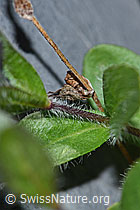 Alpen-Ehrenpreis (Veronica alpina) (F186820) Alpen-Ehrenpreis (Veronica alpina) (F186820)