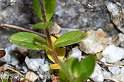Alpen-Ehrenpreis (Veronica alpina) (F186828) Alpen-Ehrenpreis (Veronica alpina) (F186828)