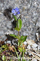 Alpen-Ehrenpreis (Veronica alpina) (F186830) Alpen-Ehrenpreis (Veronica alpina) (F186830)