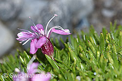 Kiesel-Polsternelke (Silene exscapa) (F188842) Kiesel-Polsternelke (Silene exscapa) (F188842)