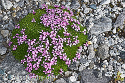 Kiesel-Polsternelke (Silene exscapa) (F188843) Kiesel-Polsternelke (Silene exscapa) (F188843)