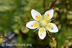 Moosartiger Steinbrech (Saxifraga bryoides) (F188845) Moosartiger Steinbrech (Saxifraga bryoides) (F188845)