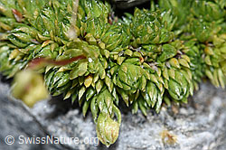 Moosartiger Steinbrech (Saxifraga bryoides) (F188846) Moosartiger Steinbrech (Saxifraga bryoides) (F188846)