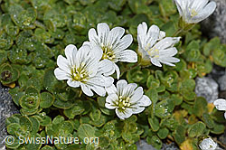 Einblütiges Hornkraut (Cerastium uniflorum) (F188848)