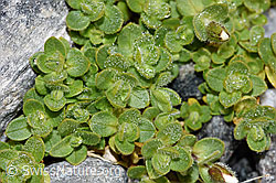 Einblütiges Hornkraut (Cerastium uniflorum) (F188849)