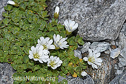 Einblütiges Hornkraut (Cerastium uniflorum) (F188851)
