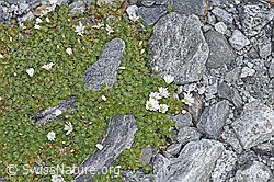Einblütiges Hornkraut (Cerastium uniflorum) (F188853)