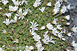 Einblütiges Hornkraut (Cerastium uniflorum) (F188854)