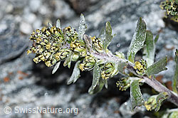 Ährige Edelraute (Artemisia genipi) (F188858)