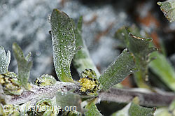 Ährige Edelraute (Artemisia genipi) (F188859)