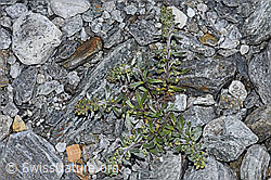Ährige Edelraute (Artemisia genipi) (F188864)