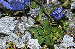 Campanula cenisia (F188869)