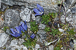 Campanula cenisia (F188870)