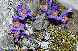 Linaria alpina (F188871)